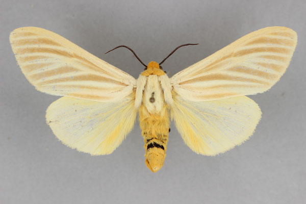 /filer/webapps/moths/media/images/G/griveaudi_Toulgarctia_A_BMNH.jpg