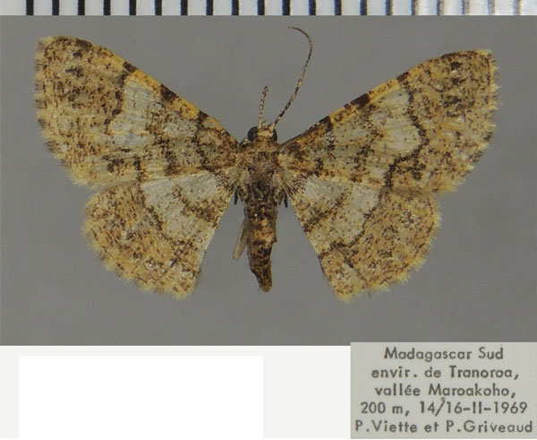 /filer/webapps/moths/media/images/G/griveaudi_Zamarada_AF_ZSM.jpg