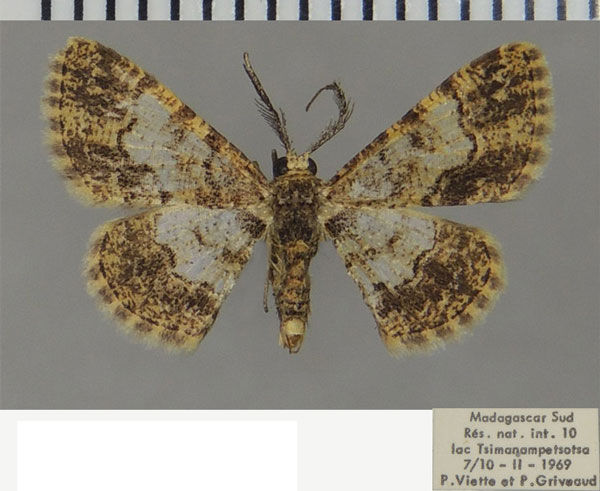 /filer/webapps/moths/media/images/G/griveaudi_Zamarada_AM_ZSM.jpg
