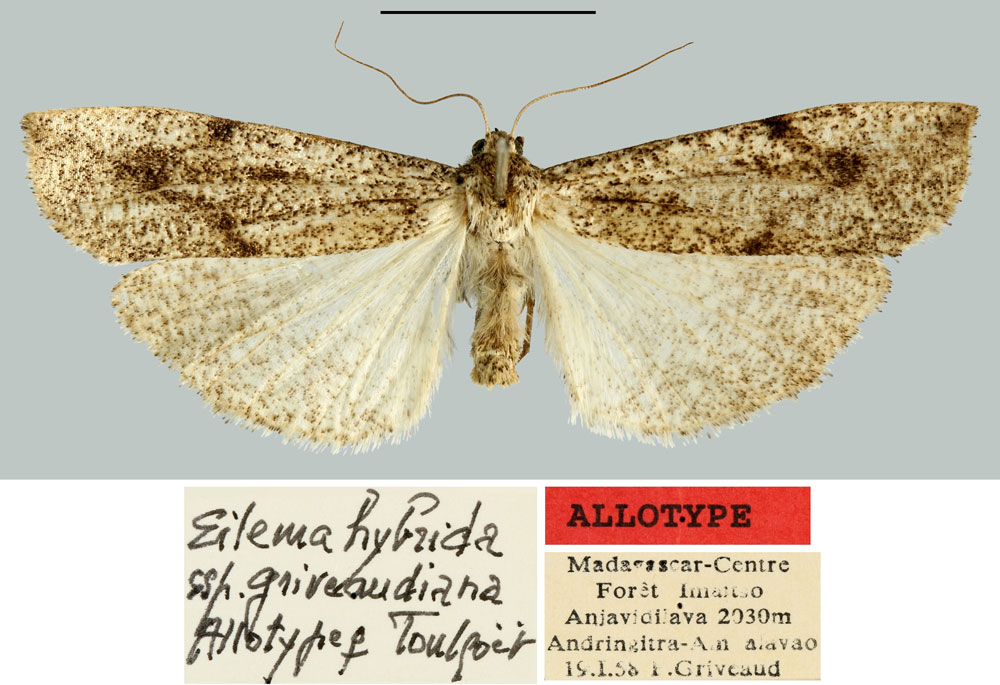 /filer/webapps/moths/media/images/G/griveaudiana_Eilema_AT_MNHN.jpg