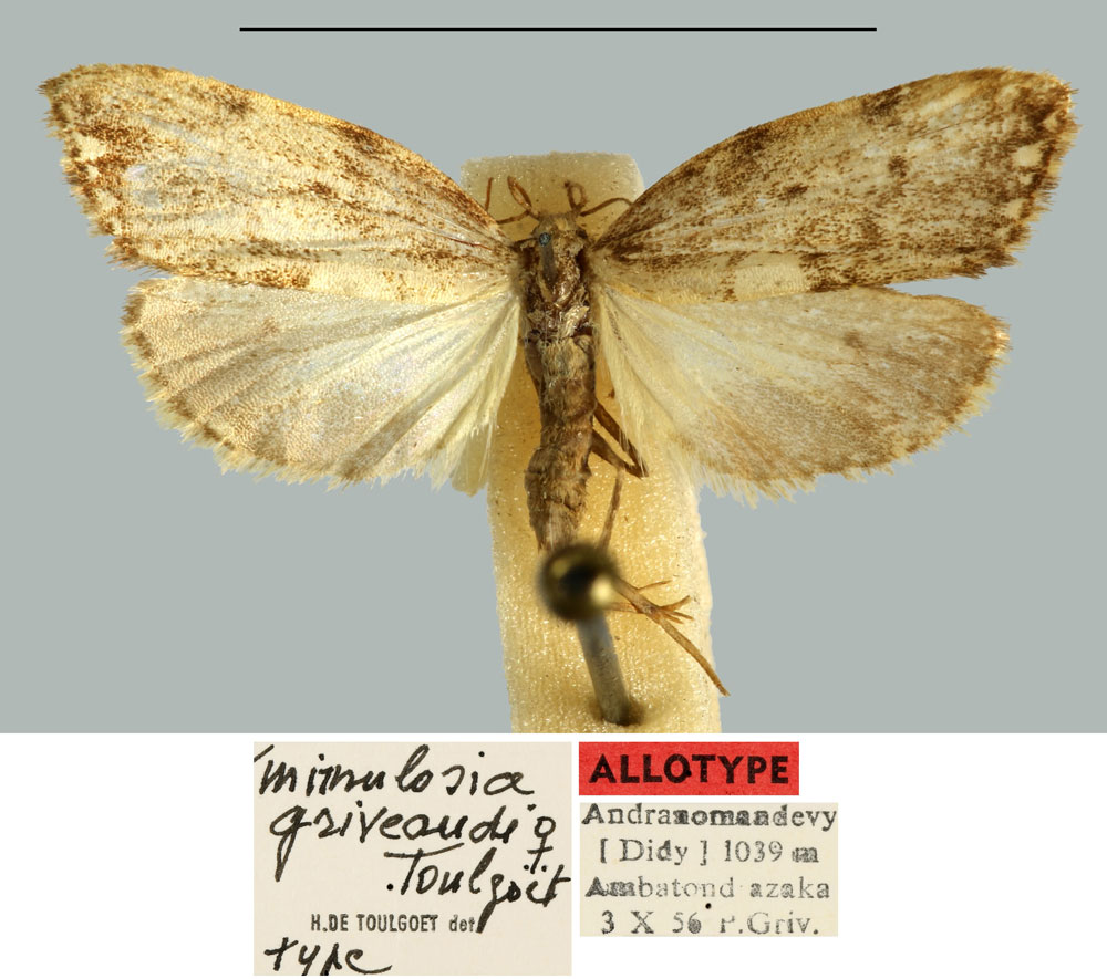 /filer/webapps/moths/media/images/G/griveaudianus_Mimulosia_AT_MNHN.jpg