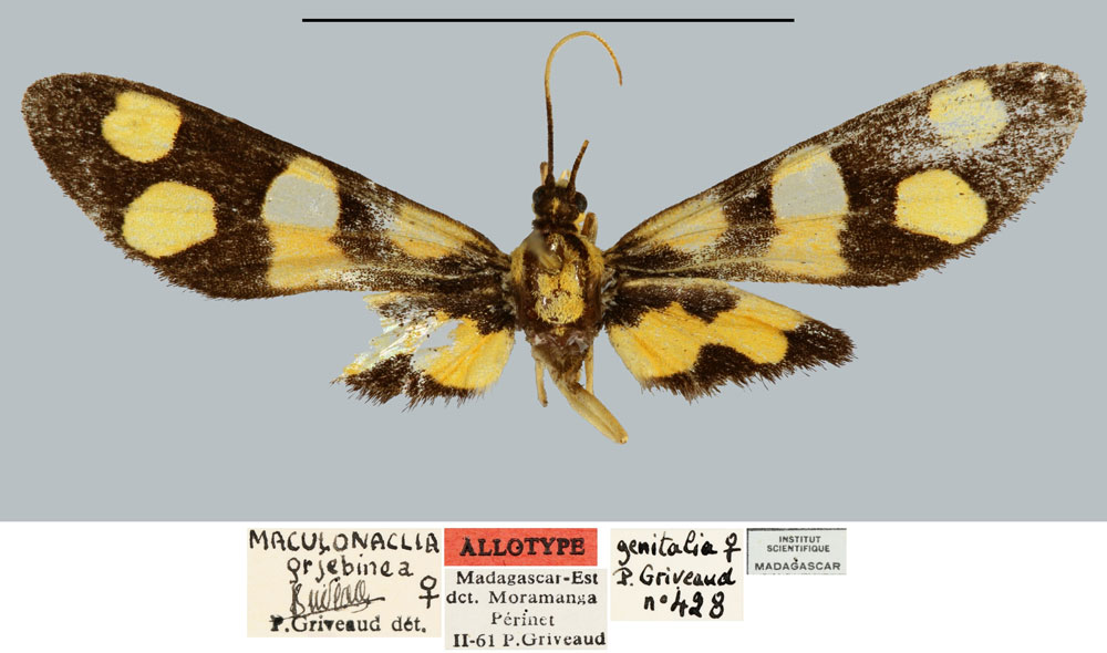 /filer/webapps/moths/media/images/G/grjebinea_Maculonaclia_AT_MNHN.jpg