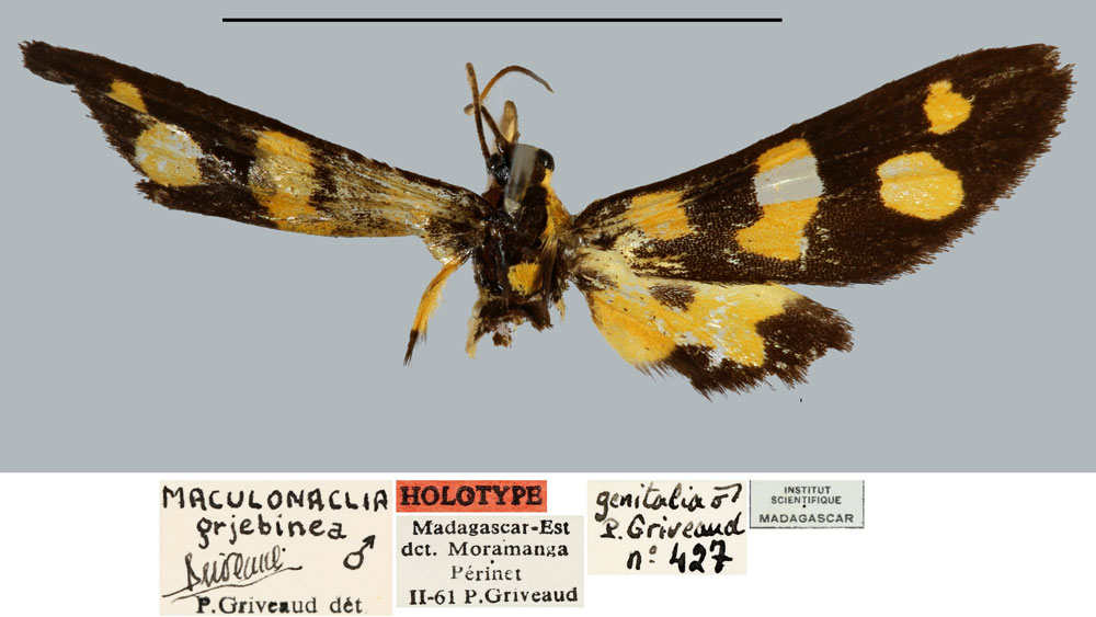 /filer/webapps/moths/media/images/G/grjebinea_Maculonaclia_HT_MNHN.jpg