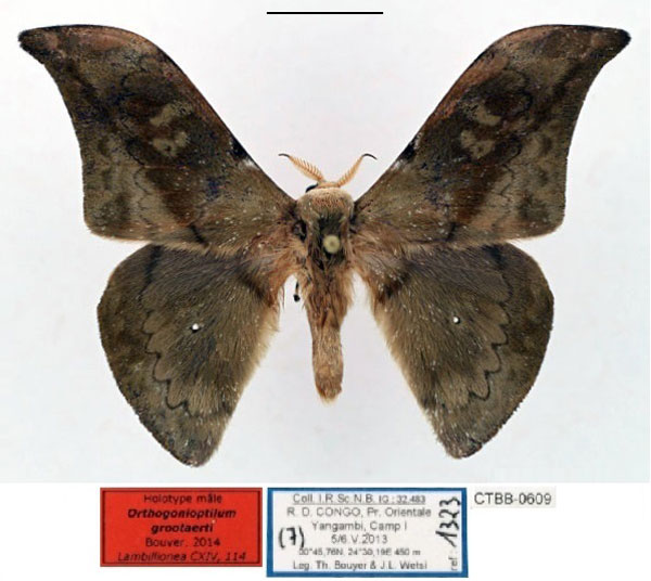 /filer/webapps/moths/media/images/G/grootaerti_Orthogonioptilum_HT_RBINS_01.jpg