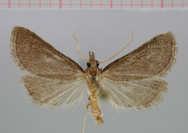 /filer/webapps/moths/media/images/G/grootbergensis_Metasia_PT_ZMHB.jpg