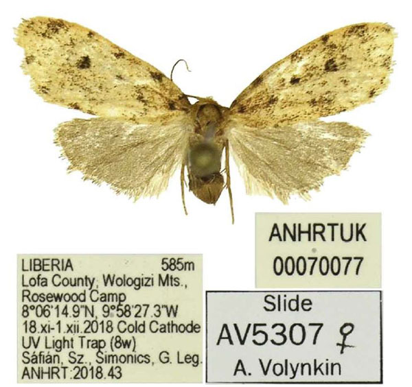 /filer/webapps/moths/media/images/G/grossagranularis_Siccia_AF_ANHRT.jpg