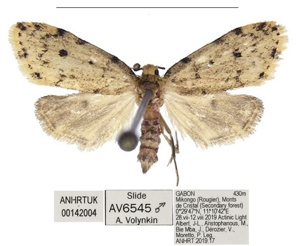 /filer/webapps/moths/media/images/G/grossagranularis_Siccia_AM_ANHRT_Kbu7DSB.jpg