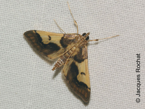 /filer/webapps/moths/media/images/G/grucheti_Cnaphalocrocis_Rochat_01.jpg