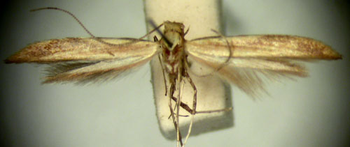 /filer/webapps/moths/media/images/G/grypota_Aspilapteryx_HT_TMSA324.jpg