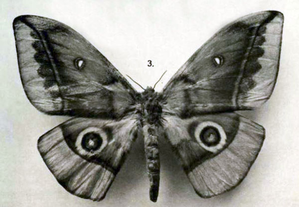/filer/webapps/moths/media/images/G/gschwandneri_Nudaurelia_STF_Rebel_1917b_6-3.jpg
