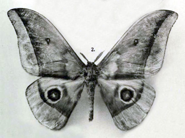 /filer/webapps/moths/media/images/G/gschwandneri_Nudaurelia_STM_Rebel_1917b_6-2.jpg