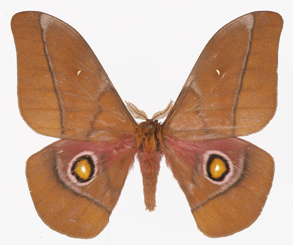 /filer/webapps/moths/media/images/G/gueinzii_Gonimbrasia_AM_Basquin.jpg