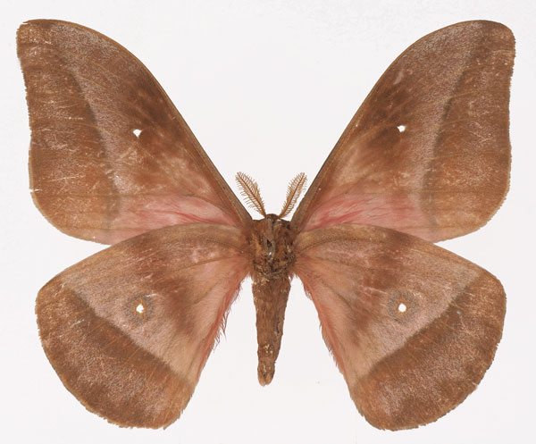 /filer/webapps/moths/media/images/G/gueinzii_Gonimbrasia_AM_Basquinb.jpg