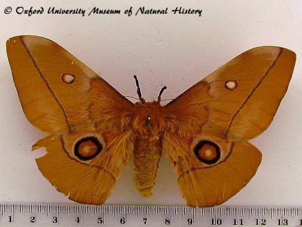/filer/webapps/moths/media/images/G/gueinzii_Gonimbrasia_A_OUMNH.jpg