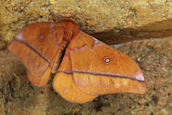 /filer/webapps/moths/media/images/G/gueinzii_Nudaurelia_A_Voaden.jpg