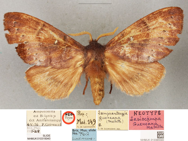 /filer/webapps/moths/media/images/G/gueneana_Lasiocampa_NT_BMNH.jpg