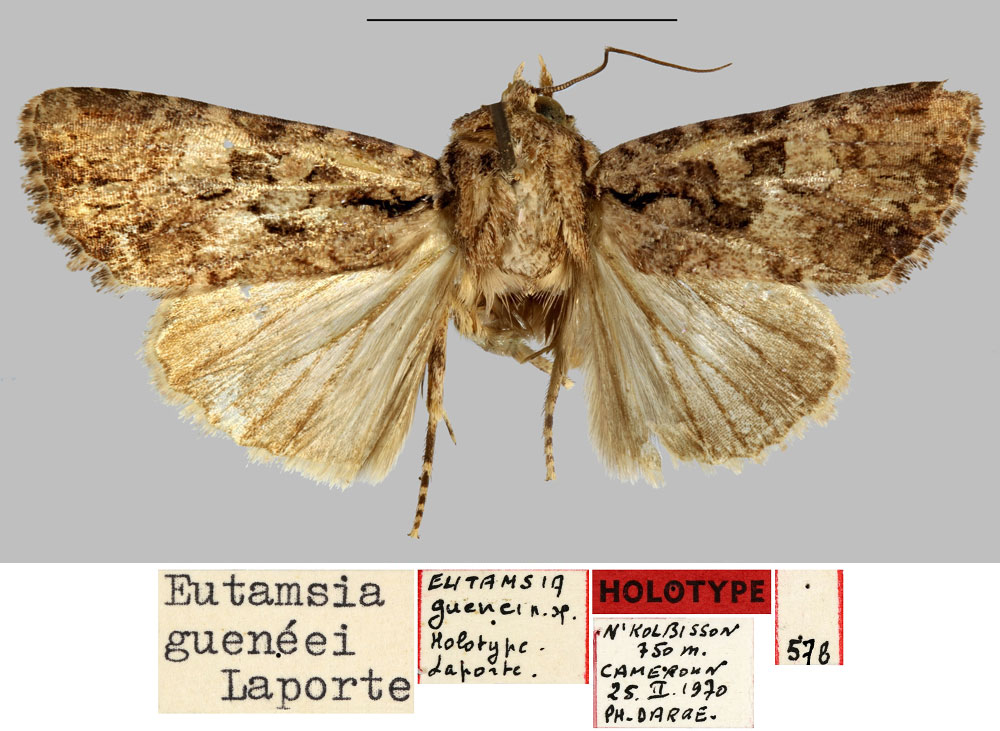 /filer/webapps/moths/media/images/G/gueneei_Eutamsia_HT_MNHN.jpg