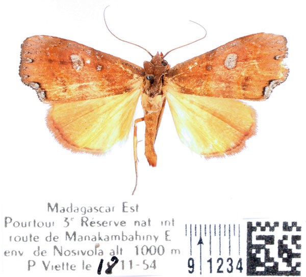 /filer/webapps/moths/media/images/G/gueneei_Hondryches_AM_BMNH_01.jpg
