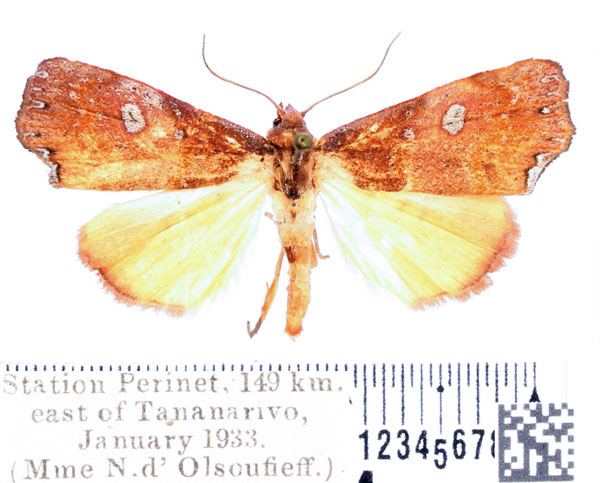 /filer/webapps/moths/media/images/G/gueneei_Hondryches_AM_BMNH_02.jpg