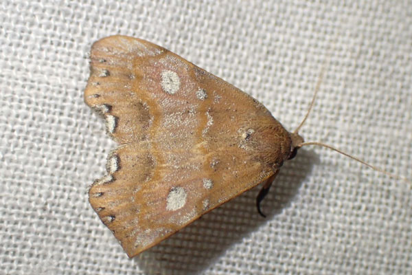 /filer/webapps/moths/media/images/G/gueneei_Hondryches_A_Bippus.jpg