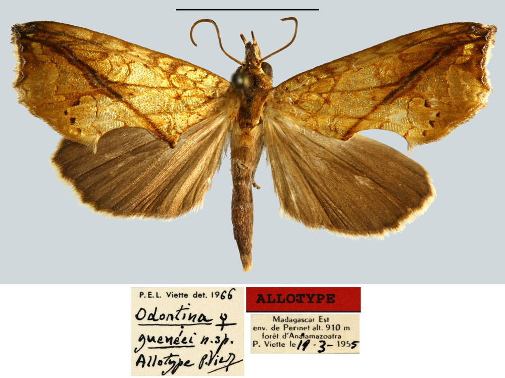 /filer/webapps/moths/media/images/G/gueneei_Odontina_AT_MNHN.jpg