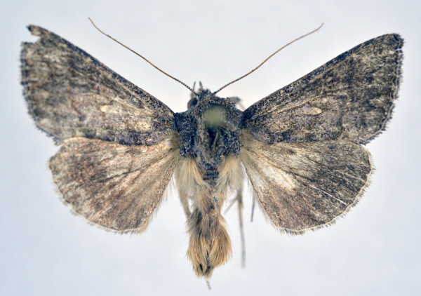 /filer/webapps/moths/media/images/G/gueneei_Plusiodonta_AM_NHMO.jpg