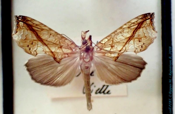 /filer/webapps/moths/media/images/G/gueneei_Plusiodonta_AM_PZBT.jpg