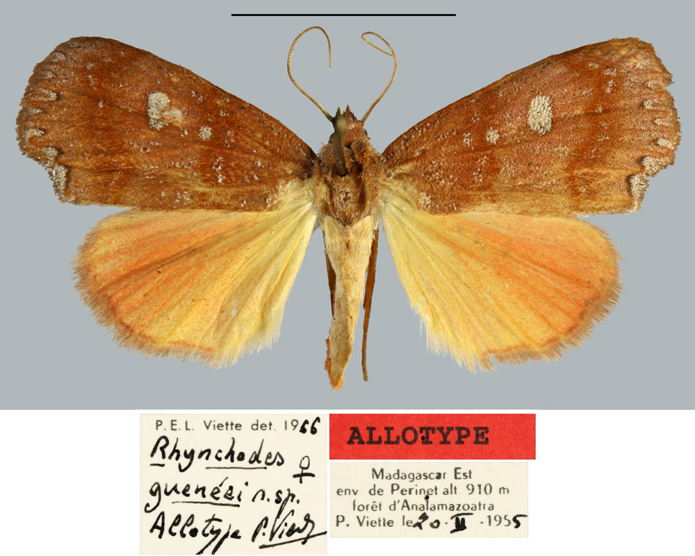 /filer/webapps/moths/media/images/G/gueneei_Rhynchodes_AT_MNHN.jpg