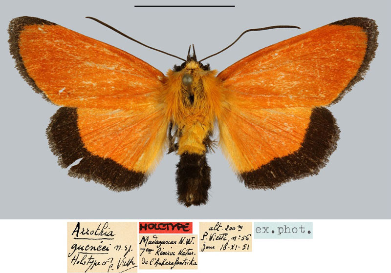 /filer/webapps/moths/media/images/G/gueneianum_Arrothia_HT_MNHN.jpg