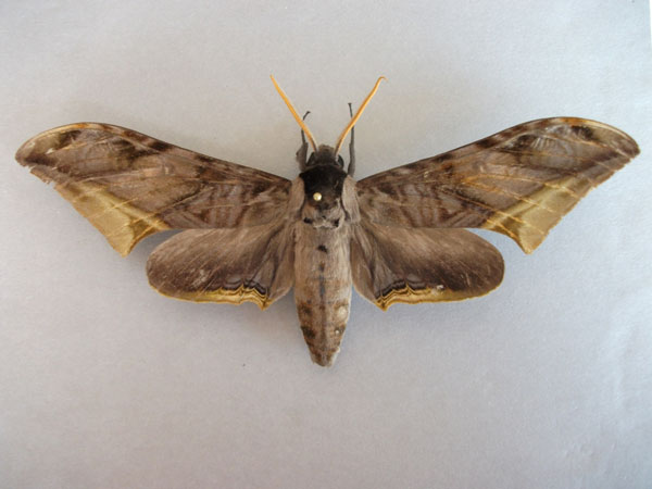 /filer/webapps/moths/media/images/G/guessfeldtii_Acanthosphinx_A_Baron_01.jpg