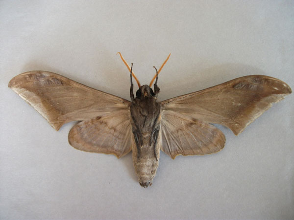 /filer/webapps/moths/media/images/G/guessfeldtii_Acanthosphinx_A_Baron_02.jpg