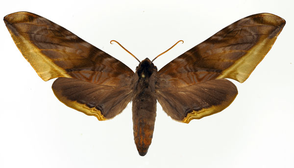 /filer/webapps/moths/media/images/G/guessfeldtii_Acanthosphinx_A_Basquin.jpg