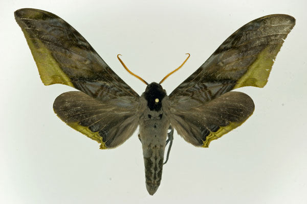 /filer/webapps/moths/media/images/G/guessfeldtii_Acanthosphinx_A_Poirier.jpg