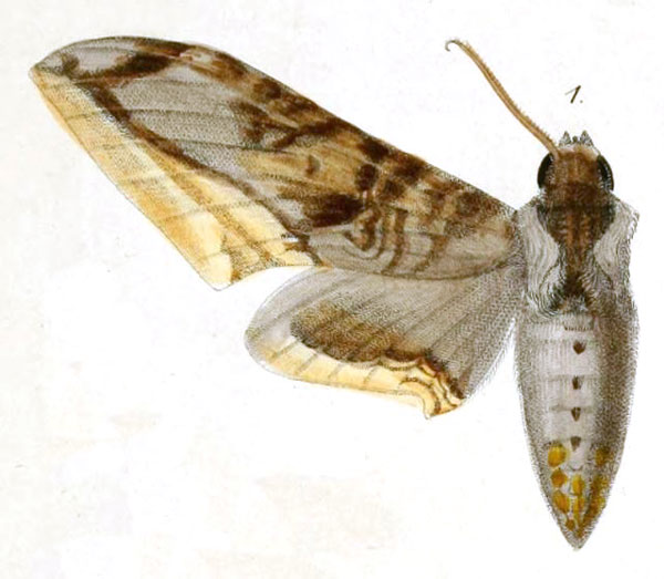 /filer/webapps/moths/media/images/G/guessfeldtii_Ambulyx_HT_Dewitz_2-1.jpg