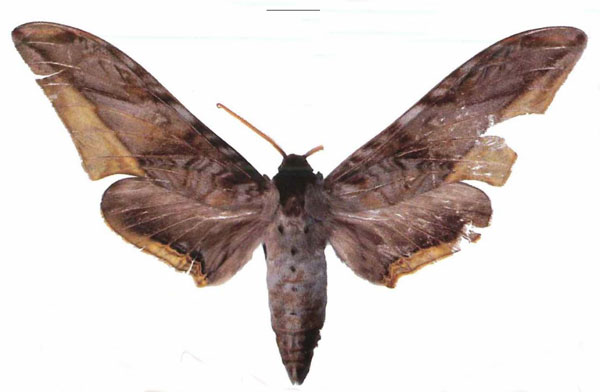 /filer/webapps/moths/media/images/G/guessfeldtii_Polyptychus_AM_EMEM.jpg