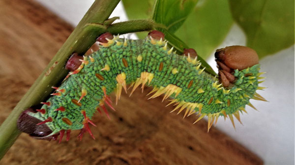 /filer/webapps/moths/media/images/G/guessfeldtii_Polyptychus_C_Konda.jpg