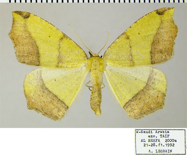 /filer/webapps/moths/media/images/G/guichardi_Epigynopteryx_AF_ZSM.jpg