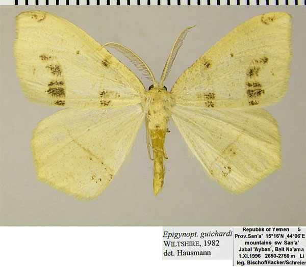 /filer/webapps/moths/media/images/G/guichardi_Epigynopteryx_AM_ZSMa.jpg