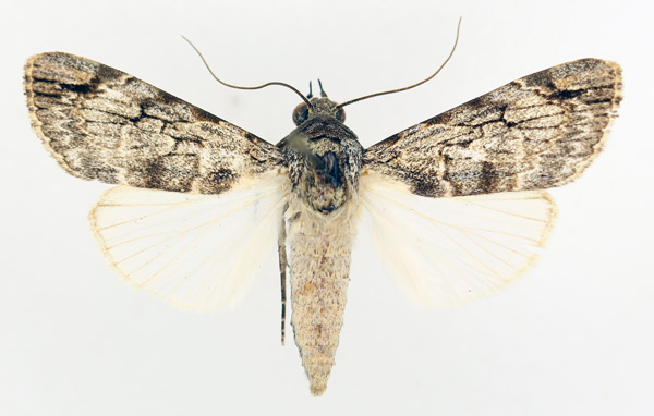 /filer/webapps/moths/media/images/G/guichardi_Tachosa_AM_TMSA.jpg