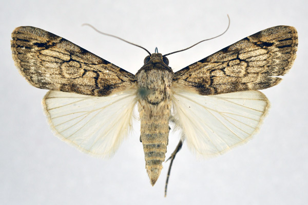 /filer/webapps/moths/media/images/G/guichardi_Tachosa_A_NHMO.jpg