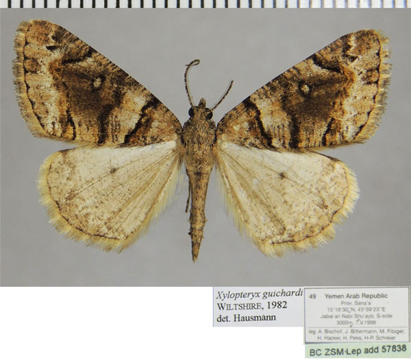 /filer/webapps/moths/media/images/G/guichardi_Xylopteryx_AM_ZSMa.jpg