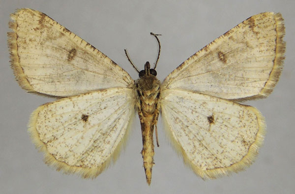 /filer/webapps/moths/media/images/G/guichardi_Xylopteryx_AM_ZSMb.jpg