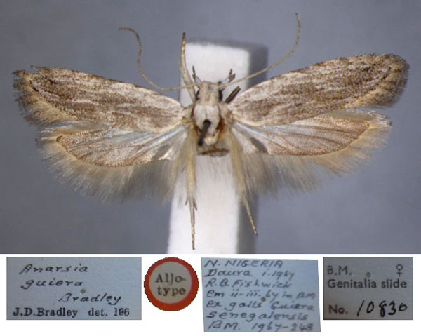 /filer/webapps/moths/media/images/G/guiera_Anarsia_AT_BMNH.jpg