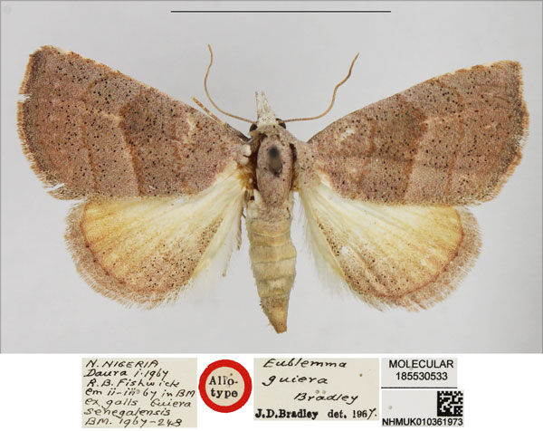 /filer/webapps/moths/media/images/G/guiera_Eublemma_AT_NHMUK.jpg