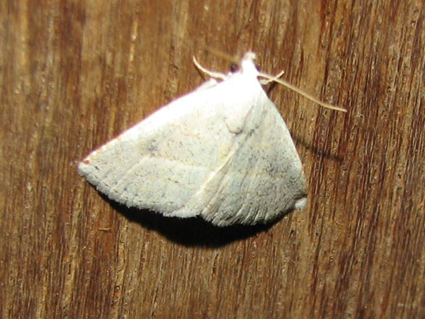 /filer/webapps/moths/media/images/G/guiera_Eublemma_A_Goff.jpg