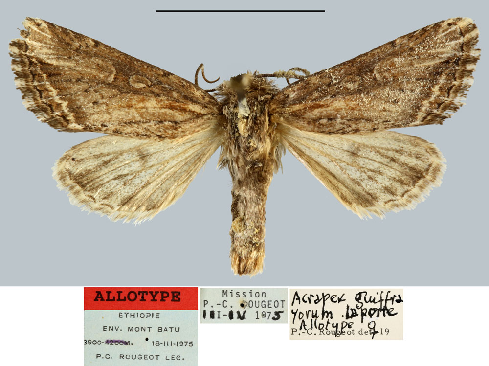 /filer/webapps/moths/media/images/G/guiffrayorum_Acrapex_AT_MNHN.jpg