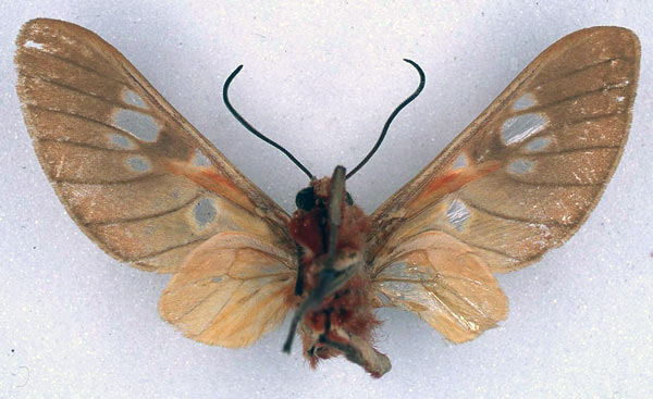 /filer/webapps/moths/media/images/G/guillemei_Balacra_HT_BMNH_02.jpg
