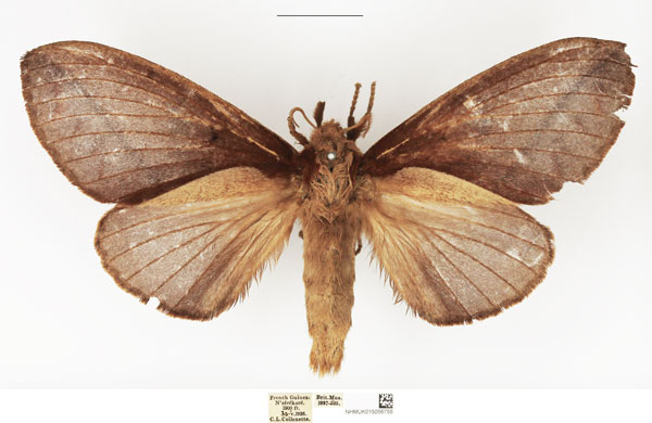 /filer/webapps/moths/media/images/G/guineanum_Streblote_AF_NHMUK.jpg