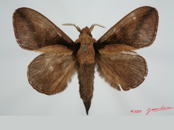 /filer/webapps/moths/media/images/G/guineanum_Streblote_AM_Alberta_01.jpg