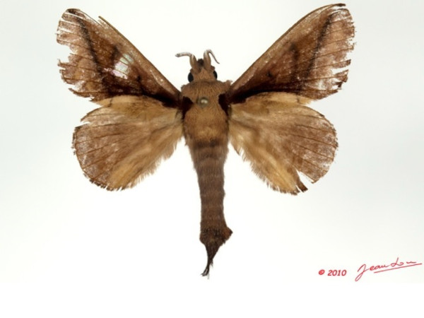 /filer/webapps/moths/media/images/G/guineanum_Streblote_AM_Alberta_02.jpg